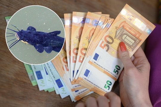 Įspėja nelaikyti, neveisti, o sugavus – būtinai sunaikinti: už pažeidimus gresia tūkstantinės baudos