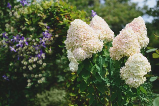 Hortenzijos gali žydėti iki rudens: keli darbai, kurių liepą nereikėtų pamiršti