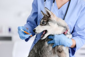 Augintinių šeimininkams – svarbi žinia: kai kur paženklinti galima visiškai nemokamai