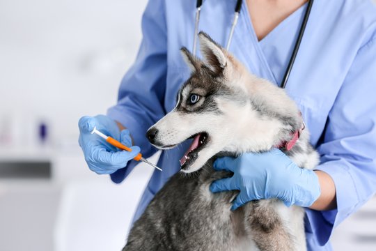 Augintinių šeimininkams – svarbi žinia: kai kur paženklinti galima visiškai nemokamai
