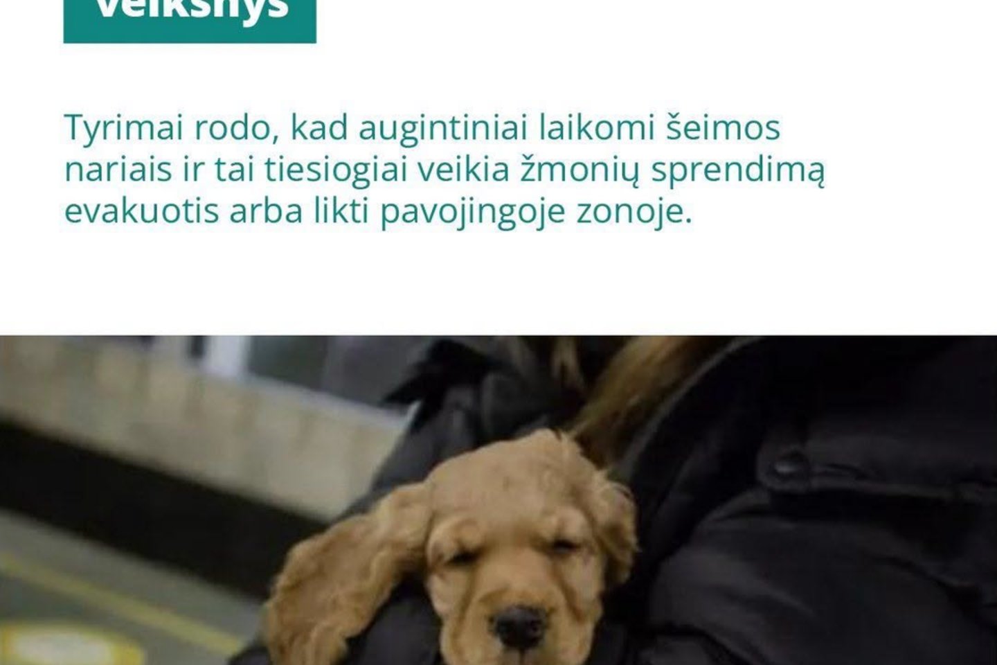 Žmonės su gyvūnais į priedangą gali būti neįleisti: kodėl tai būtina keisti.<br> GGI nuotr.