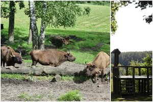Nuo susitikimo su stumbrais iki vaizdingų panoramų: neįtikėtini Aukštaitijos gamtos maršrutai