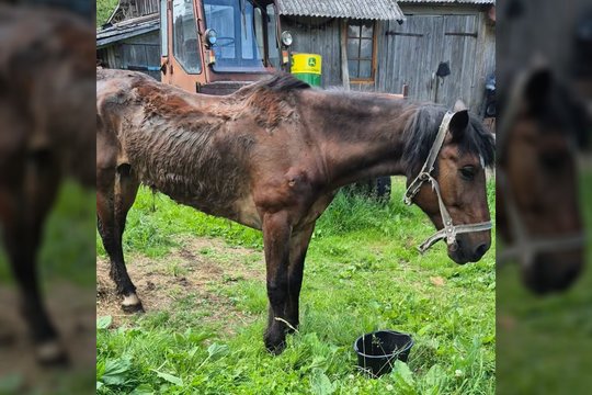 Žaizdos, išlindę kaulai ir galvos dydžio navikas: kumelę išvydusią organizaciją pribloškė žmonių abejingumas