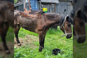 Žaizdos, išlindę kaulai ir galvos dydžio navikas: kumelę išvydusią organizaciją pribloškė žmonių abejingumas