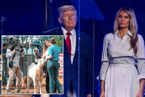 Per D. Trumpo renginį – netikėtas akibrokštas Melaniai Trump: jos vardą gavo karvė