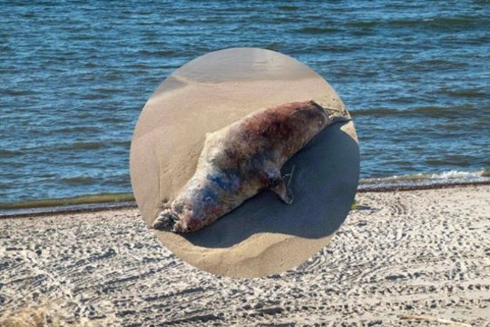 Nidoje – negyvas ruonis: radę suglumo, kam apie tokį radinį pranešti
