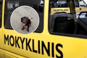 Konfliktas dėl mirtinai partrenkto šuns: abiturientė stojo į kovą su mokyklos darbuotojais, o šie patys reikalauja pinigų