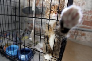 Beglobiams gyvūnams – solidi klaipėdiečių parama: paaukotos šešiaženklės sumos