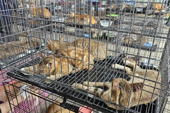 Per didžiulę operaciją išgelbėta daugiau nei 400 kačių: dalis grįžo pas šeimininkus, bet buvo ir aukų