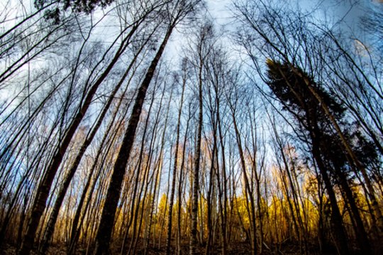 Dingęs grybautojas rastas miręs miške greta Rietavo