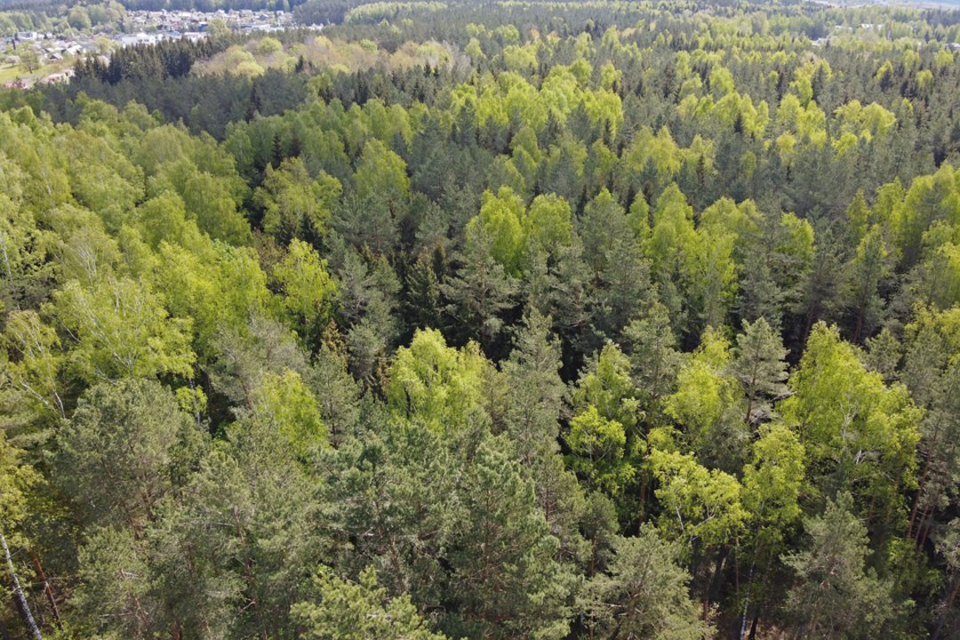 VK: dabartiniu tempu 35 proc. miškingumo tikslą Lietuva pasiektų 17 metų per vėlai