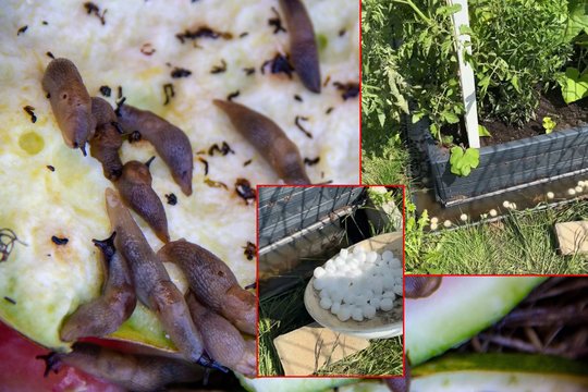 Lietuvis parodė, kaip sustabdyti šliužus prie pakeltų lysvių – triukas sulaukė tūkstančių reakcijų