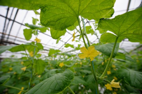 Liepa – agurkų metas: sunku patikėti, kiek per metus jų užauginama Lietuvoje