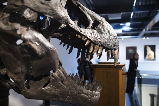JAV aukcione už rekordinę 50,1 mln. dolerių sumą parduotas tiranozauras vardu „Gasas“