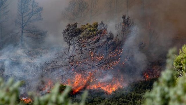 Ispanijoje per miško gaisrą visi žuvusieji – užsieniečiai: aukoms identifikuoti prireikė genetinių mėginių