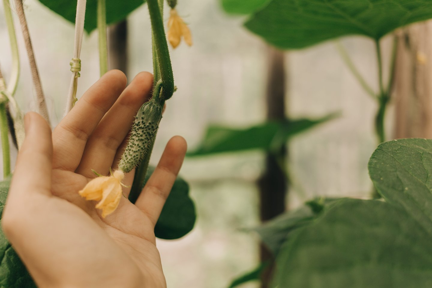 Svarbu , kokie augalai auga visai šalia agurkų lysvės – nuo to priklauso jų derlius.<br>123 rf nuotr.