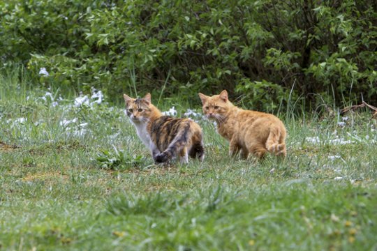 Lietuvoje bręsta kardinalūs pokyčiai dėl augintinių: tarp draudimų – laikyti pririštus šunis