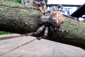 Bute Šilutėje rastas 21 galimai neteisėtai laikomas voras