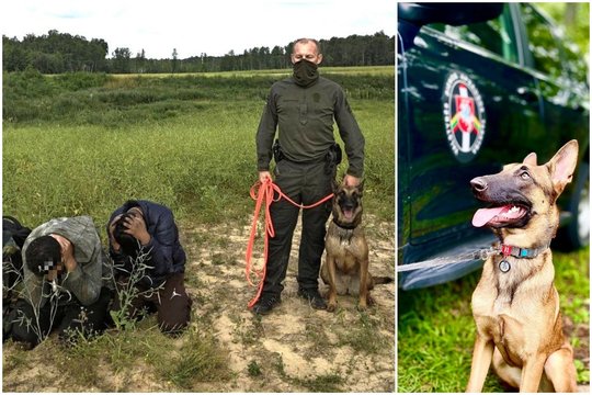 Į Latviją įsibrovusius migrantus 27 km sekė ir sulaikė Neringos užkardos kinologas su belgų avigane Moka