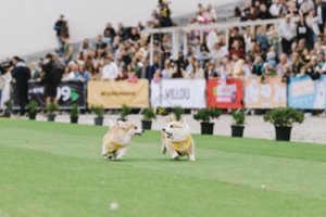 JAV korgių lenktynių žvaigždė mes iššūkį dukart Lietuvos čempionei „Corgi Race Vilnius 2026“ renginyje