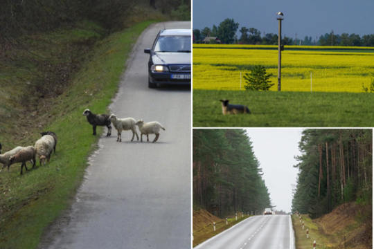 Keliuose įrengs dar 90 km apsaugos sistemų nuo laukinių gyvūnų: kur tiksliai