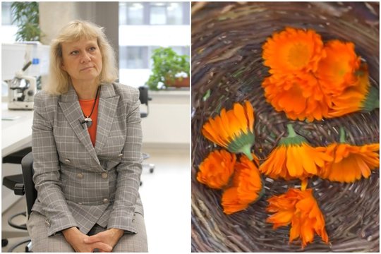 Lietuvių darželiuose žydinti gėlė stebina: skatina žaizdų gijimą, mažina niežulį ir gerina virškinimą