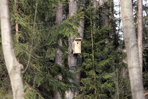 Skelbia gerą žinią dėl vieno pavojingiausių eglynų kenkėjo