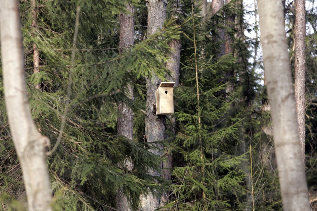 Skelbia gerą žinią dėl vieno pavojingiausių eglynų kenkėjo