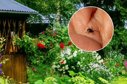 Įspėja – šio augalo savo kieme geriau nesodinkite: ypač pritraukia erkes