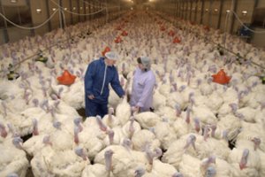 Kretingos r. ruošiasi atidaryti paukštyną – augins iki 12 tūkst. kalakutų