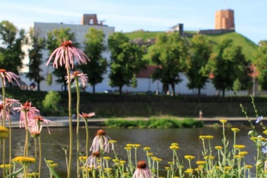 Vilniečiai išrinko gražiausią sostinės gėlyną: balsų skirtumas – milžiniškas