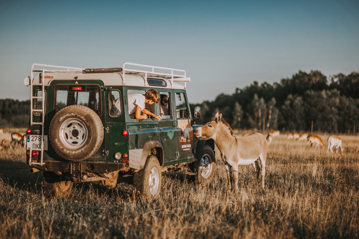 Safari parkas Anykščiuose: čia gyvūnai ir aktyvus poilsis susijungia į vieną nepamirštamą nuotykį.
