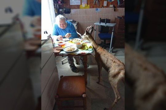 Senolę aplankiusi socialinė darbuotoja sunkiai patikėjo, kas prisistatė prie stalo