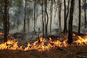 Pietų Prancūzijoje kilęs miško gaisras suvaldytas, pranešė ugniagesiai