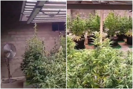 Kupiškio rajono sodyboje policija aptiko kanapių plantaciją – sodybos savininkas sulaikytas