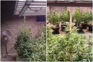 Kupiškio rajono sodyboje policija aptiko kanapių plantaciją – sodybos savininkas sulaikytas