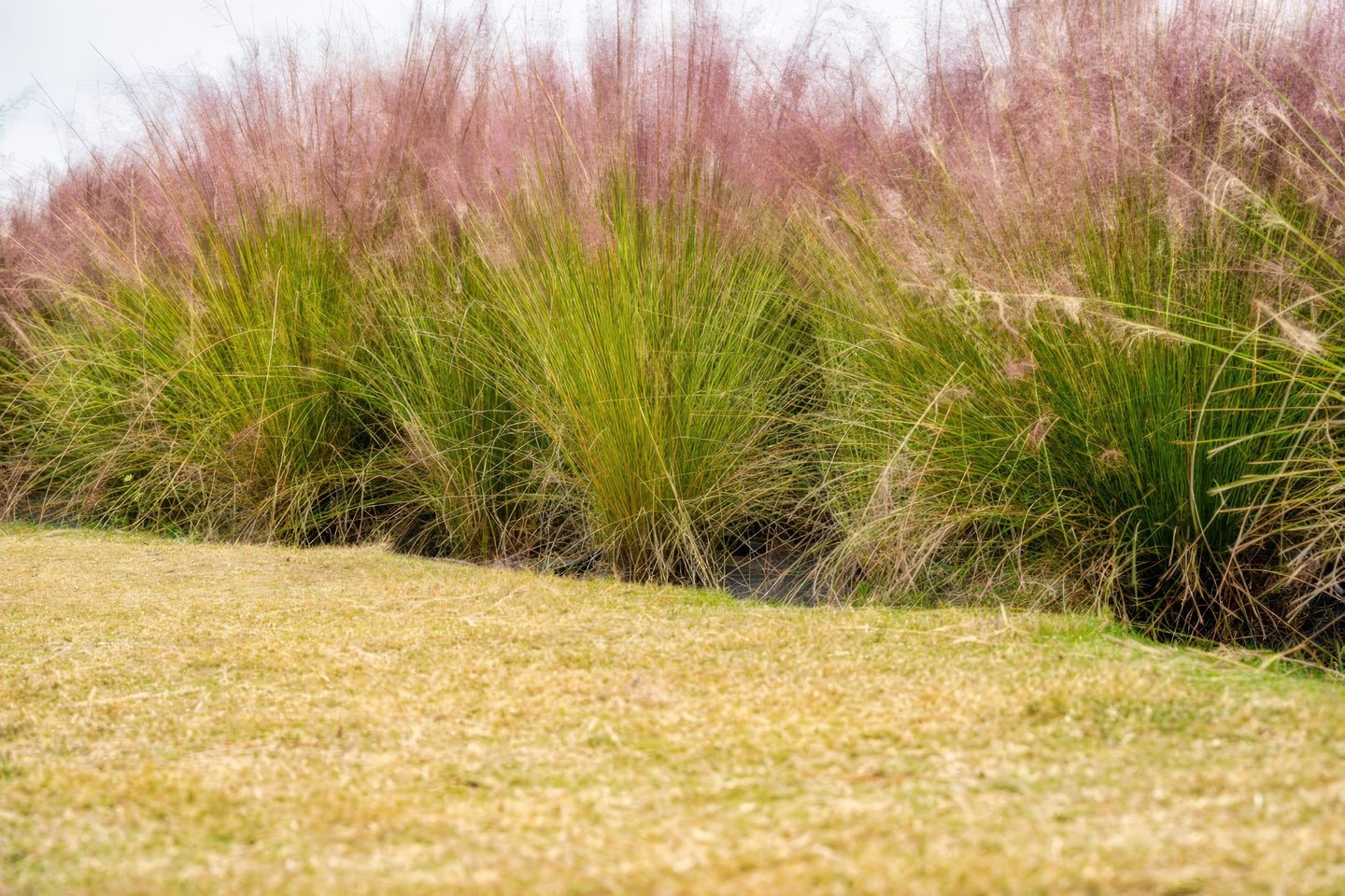 Rožinė miglonė (lot. Muhlenbergia capillaris) – dekoratyvinis varpinis augalas, kuris rudenį tampa tikra sodo puošmena.<br>123 rf nuotr.