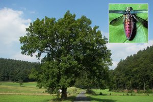 Europoje – nerimas dėl naujo kenkėjo: anapus Atlanto išnaikino tūkstančius medžių