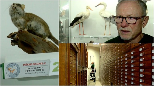 T. Ivanausko zoologijos muziejus švenčia 107-ąjį gimtadienį: tarp jų – reti ir labai vertingi eksponatai