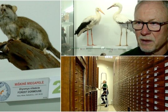 T. Ivanausko zoologijos muziejus švenčia 107-ąjį gimtadienį: tarp jų – reti ir labai vertingi eksponatai