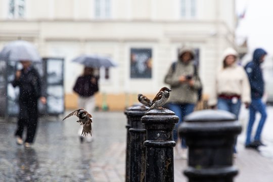 Savaitė prasidės su liūtimis: vietomis pils smarkiai, laukia stiprokas vėjas