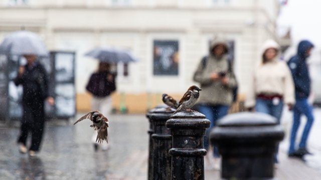 Savaitė prasidės su liūtimis: vietomis pils smarkiai, laukia stiprokas vėjas