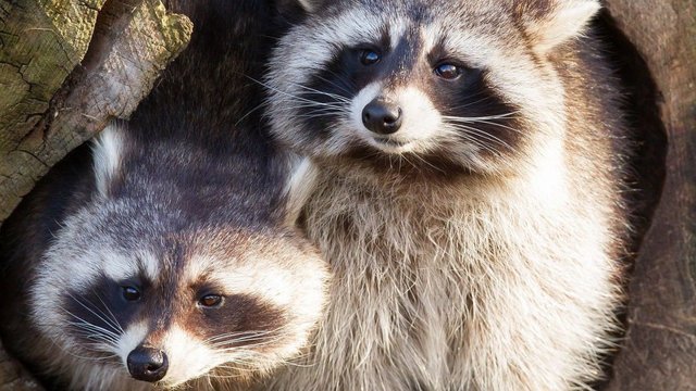 Kuršių nerijoje vis drąsiau šeimininkauja meškėnai: nors atrodo mieli, įspėja dėl grėsmės