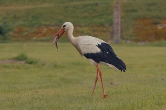 „Paulius ir Saulius“. Kaip sekėsi gaudyti lyjant ir kas užkibo?