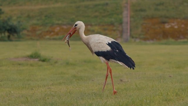 „Paulius ir Saulius“. Kaip sekėsi gaudyti lyjant ir kas užkibo?