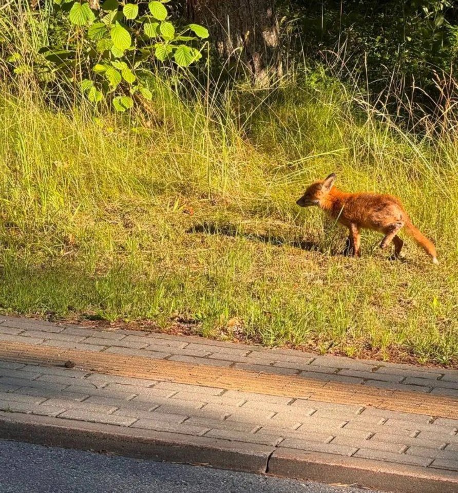 Batus vagiantis lapiukas.<br>„Mūsų Neringa“ nuotr.