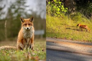 Nidos lapių nuotykiai nesibaigia: po batų vagysčių – išgąsdinusi akistata su poilsiautoja