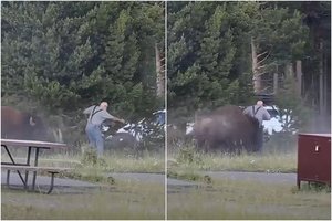 Bizonas turistą išsviedė į orą: užpuolimą užfiksavo vaizdo įraše