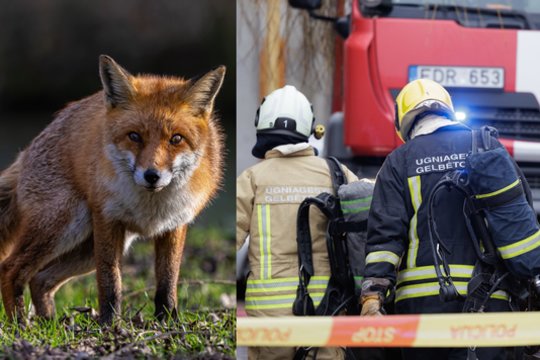 Smalsi lapė – neįtikėtinuose spąstuose: tokio iškvietimo ugniagesiai dar nebuvo gavę