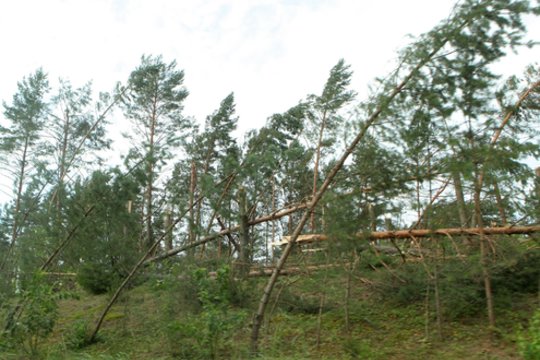 Šalčininkų rajono miškuose – stichinė nelaimė